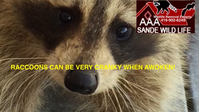 Raccoon Problem Should Be Addressed? – Sande Wildlife Control