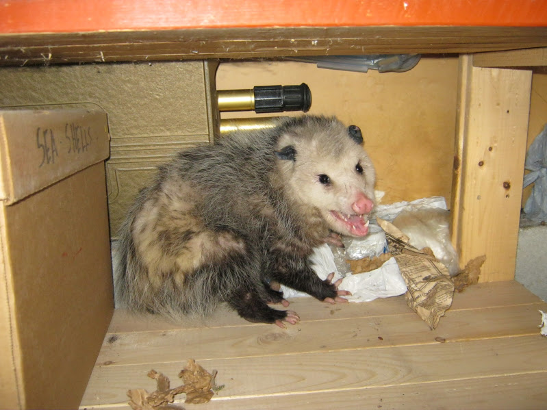 Opossum Removal-Sande Wildlife Control