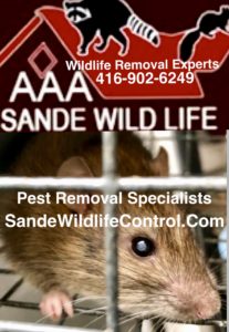 pest removal specialists