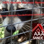 Humane Raccoon Removal-Sande Wildlife Control