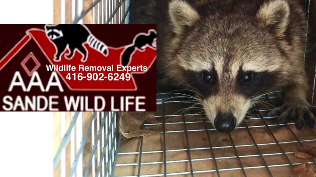 Humane Raccoon Removal Specialists Aaa Sande Wildlife Control