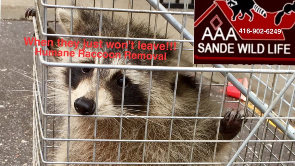 Raccoon Control vs Trapping Methods – Sande Wildlife Control