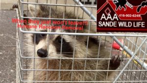 Raccoon Control VS Trapping Methods
