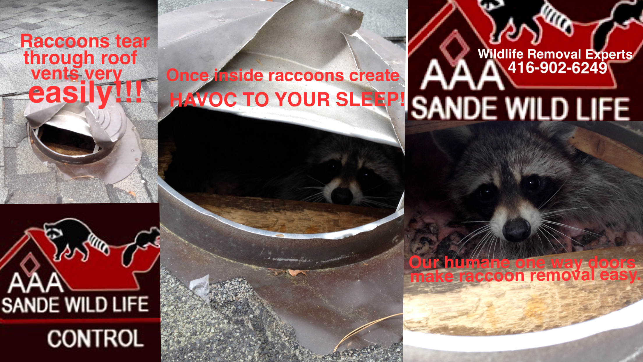 Raccoon Removal Professionals-Sande Wildlife Control