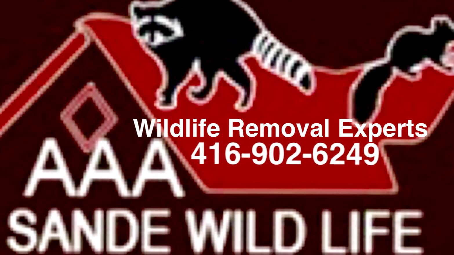 Raccoon Removal-Sande Wildlife Control