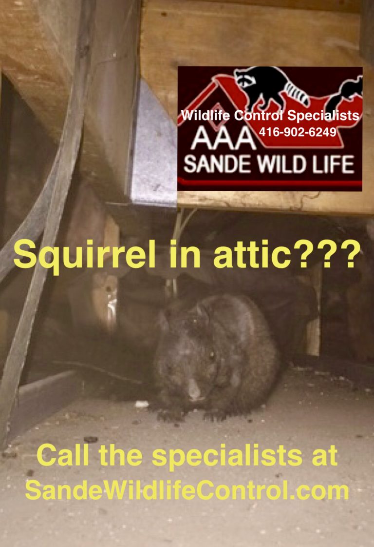 Squirrels in attic removal is best done by trained professionals